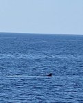 IMG_99431.jpg